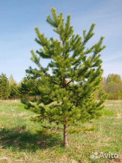 Сосна обыкновенная с доставкой