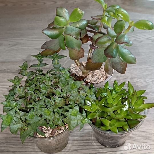 Суккуленты