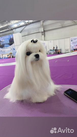 Кобель чемпион продажа