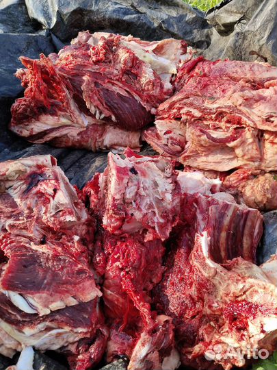 Мясо говядина для собак