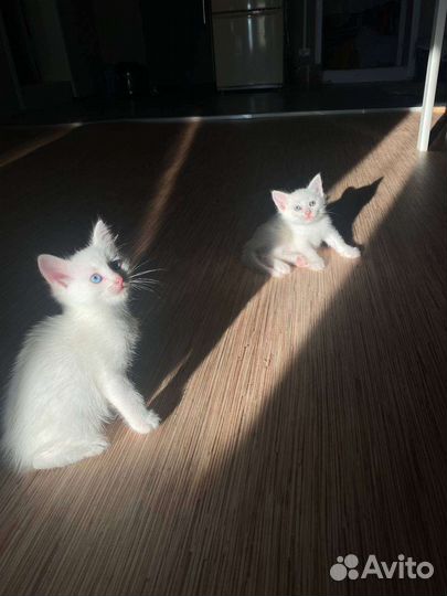 Котенок в дар бесплатно