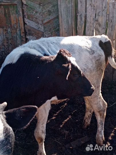 Продам телят