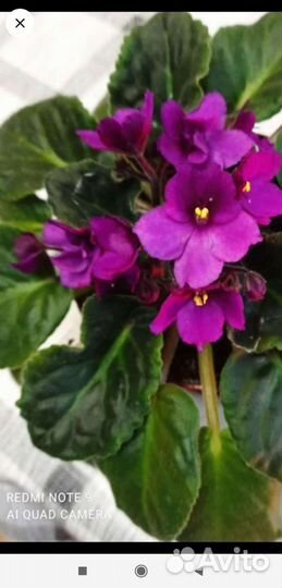 Фиалка цветущая, детки, листочки