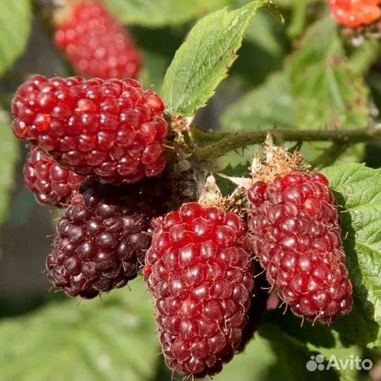 Саженцы малины