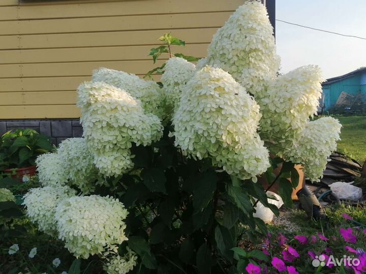 Гортензия метельчатая