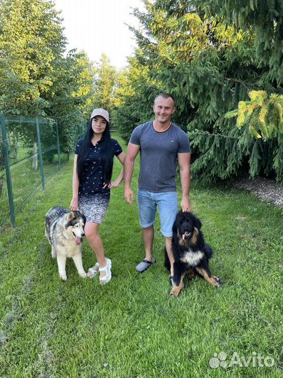 Передержка собак и кошек