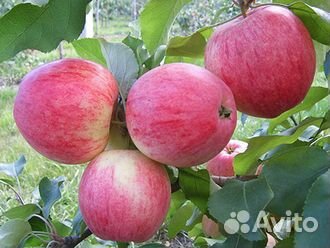 Питомник С реализует яблоню Мечта летний