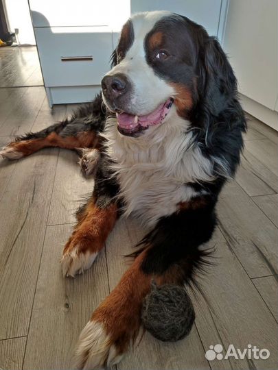 Пряжа из собачьего пуха