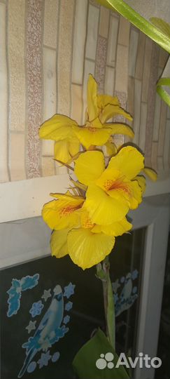 Канны желтые