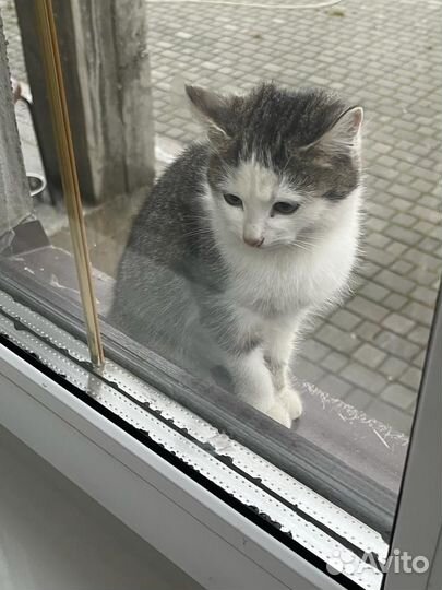 Замерзают котята