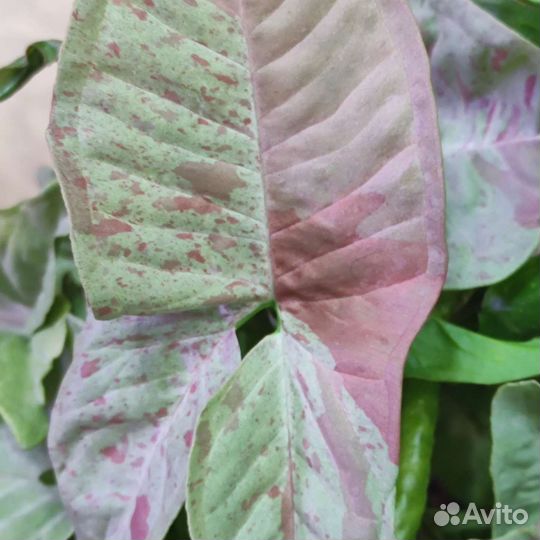 Сингониум конфетти милк