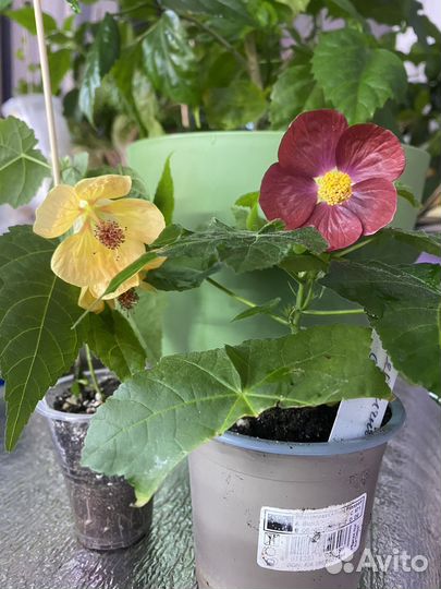 Абутилоны (комнатный клен )