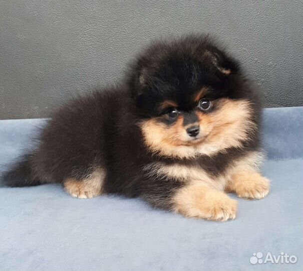 Черно-подпалая девочка