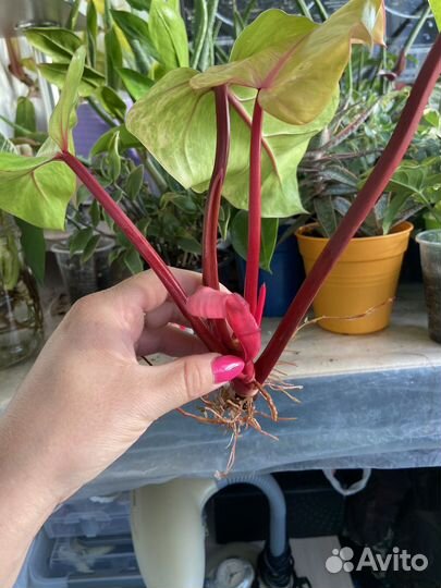 Филодендрон