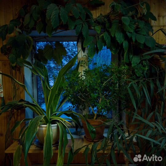 Садовник (дом,улица), фитопатолог, проектирование