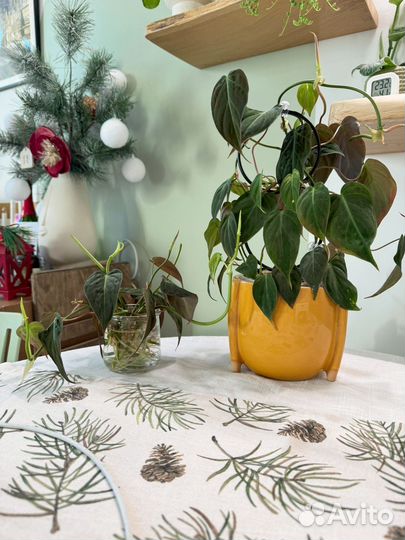 Филодендрон сканденс миканс