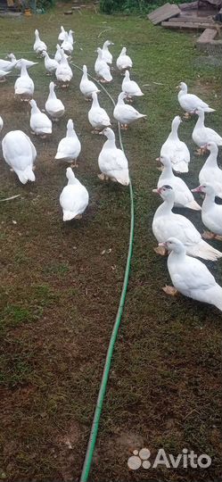 Гусь, утка, Индоутка, муларды
