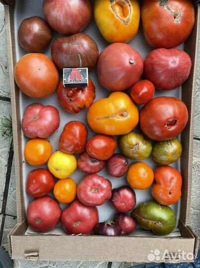 Домашние помидоры и огурцы