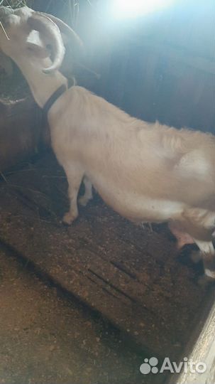 Козел альпийский