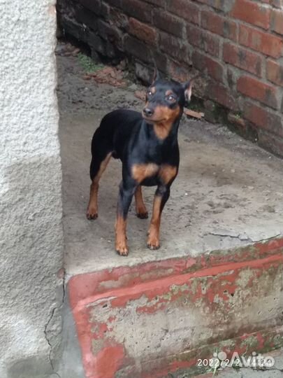 Вязка цвергпинчер