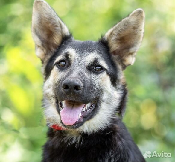 Джессика 7 месяцев