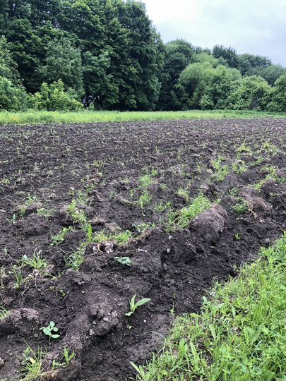 Участок 50 сот. (ИЖС)