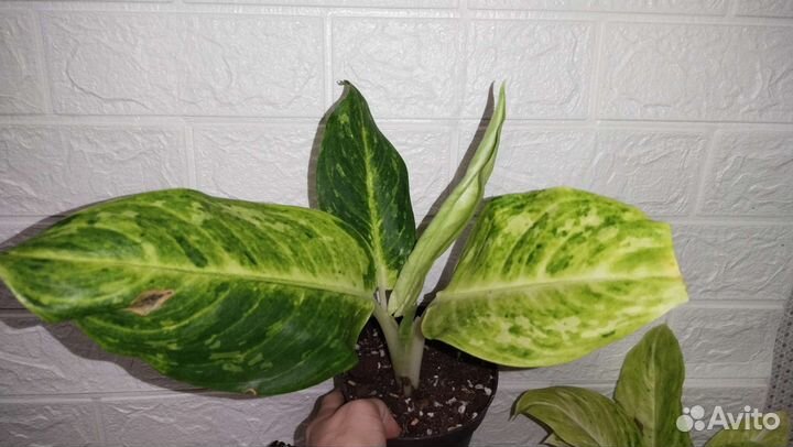 Аглаонемы сортовые