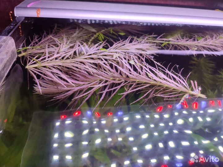 Аквариум 200л