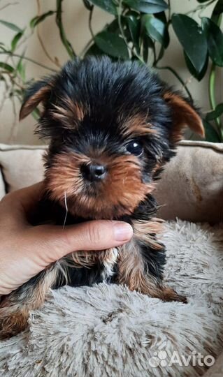 Мини крошки