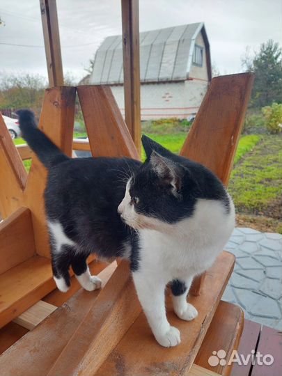 Ласковый молодой котик в добрые руки