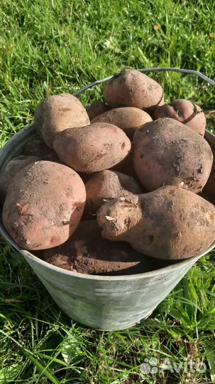 Продам картофель