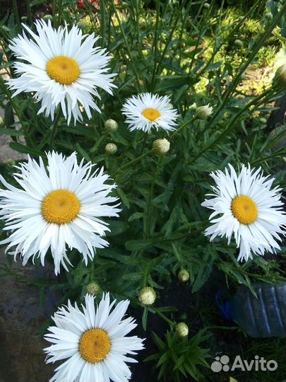 Цветы, ягодные кустарники