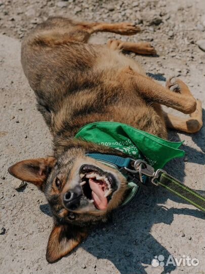 Собака в дар