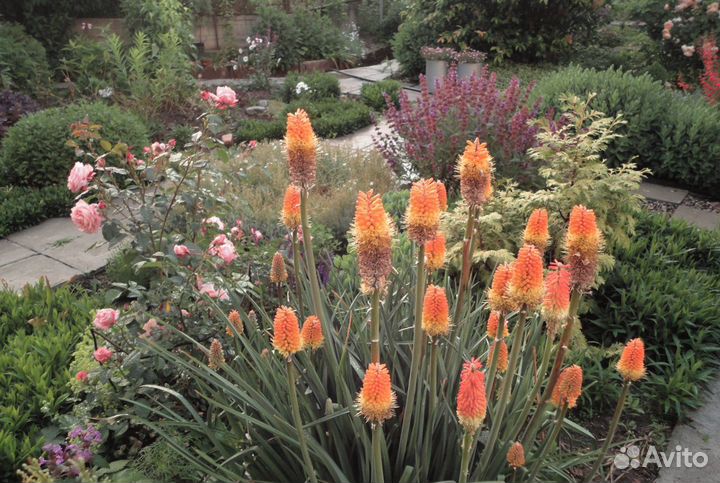 Лук Молли, книфофия, жимолость, очитки