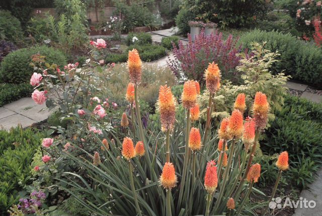 Лук Молли, книфофия, жимолость, очитки