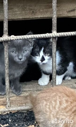 Котята бесплатно