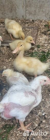 Утята муларды густая цыплята