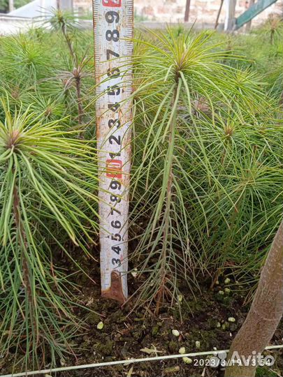 Сосна обыкновенная