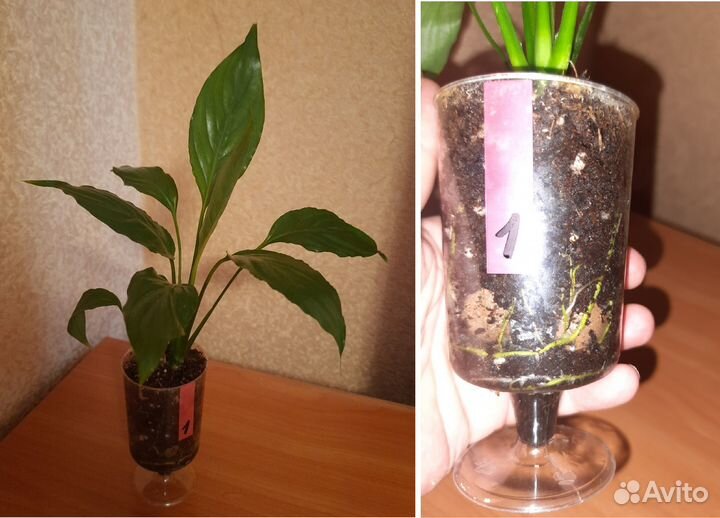 Спатифиллум «Уоллиса» (Spathiphyllum wallisii)