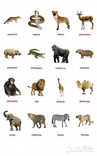 Обучающие карточки по методике Домана, новый набор