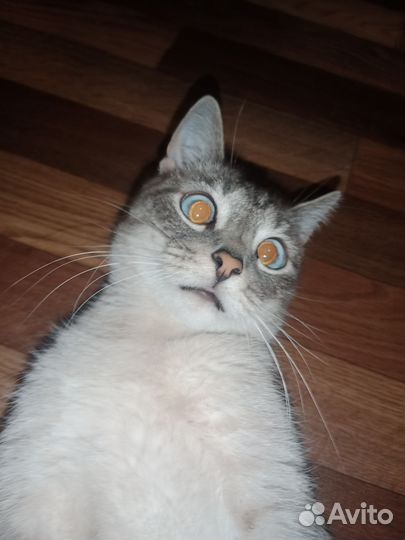 Котик в добрые руки