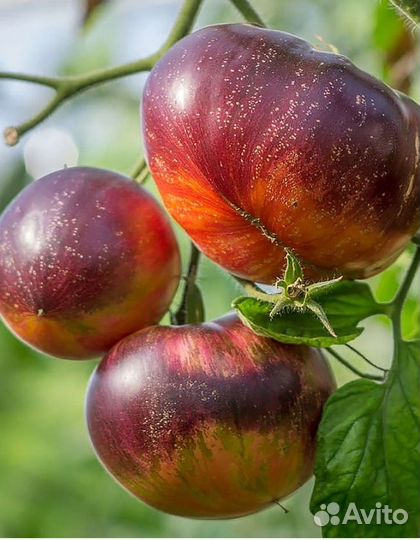 Семена сортовых томатов