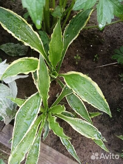 Хоста Стилетто