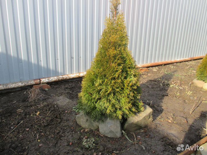 Хвойные и декоративные растения