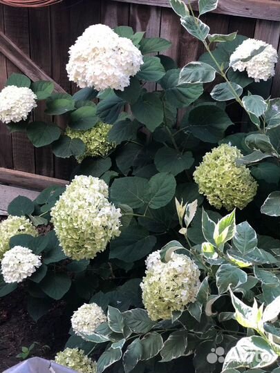 Гортензия Анабель белая