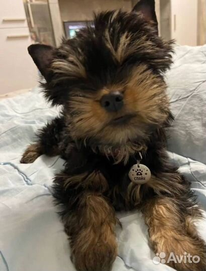 Адресники для собак