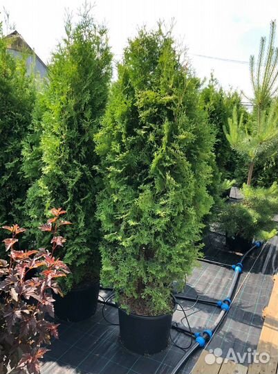 Туя Смарагд 1,8-2 м