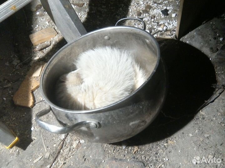 Домашний хорек