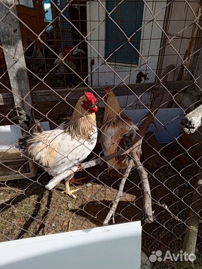 Молодые петухи