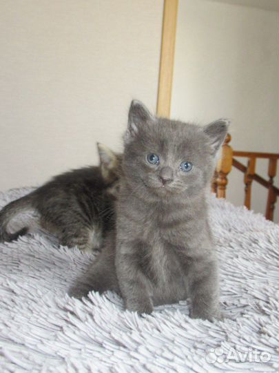 Котята в добрые руки бесплатно